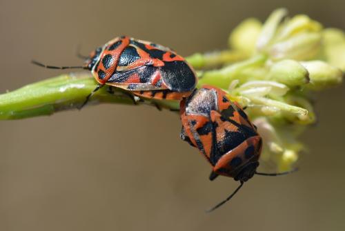 Réf. 327 536 : Eurydema ornata